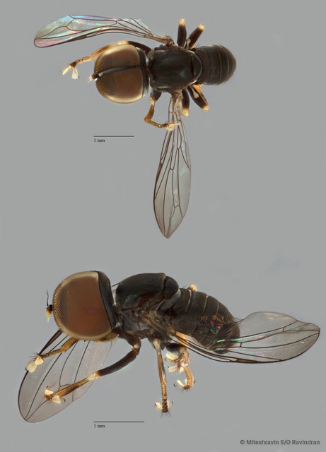Pipunculidae sp. "ZRCBDP0104831" • © Miteshravin S/O Ravindran • All Rights Reserved