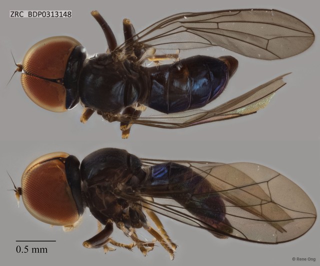 Pipunculidae sp. "ZRCBDP0313148" • © Rene Ong • All Rights Reserved