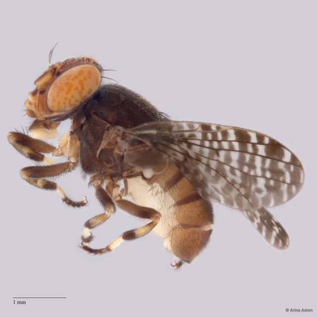 Platystomatidae sp. "cf. Euprosopia ZRCBDP0052816/ZRCBDP0052660" • © Arina Adom • All Rights Reserved