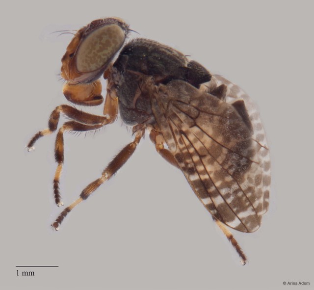 Platystomatidae sp. "cf. Euprosopia ZRCBDP0052816/ZRCBDP0052660"