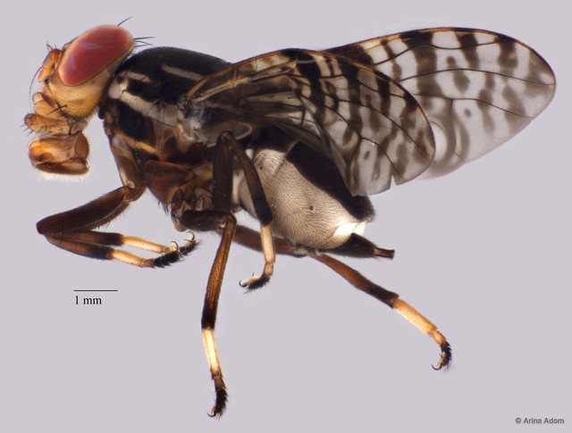 Platystomatidae sp. "cf. Neohemigaster ZRCBDP0052184" • © Arina Adom • All Rights Reserved