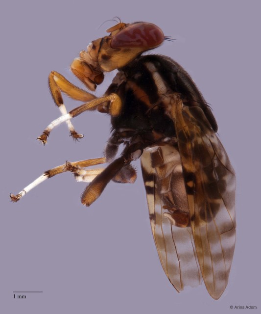 Platystomatidae sp. "cf. Pterogenia ZRCBDP0056510" • © Arina Adom • All Rights Reserved