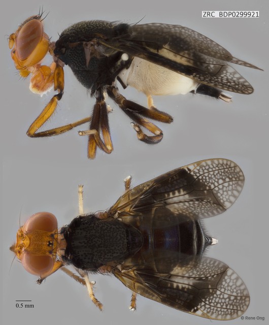 Platystomatidae sp. "cf. Valonia 8654" • © Rene Ong • All Rights Reserved