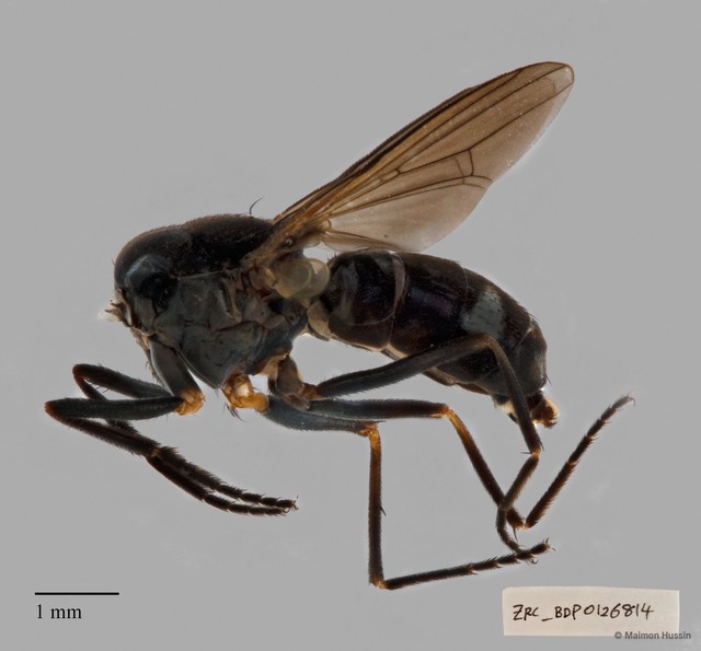 Platystomatidae sp. "ZRCBDP00126814" • © Maimon Hussin • All Rights Reserved