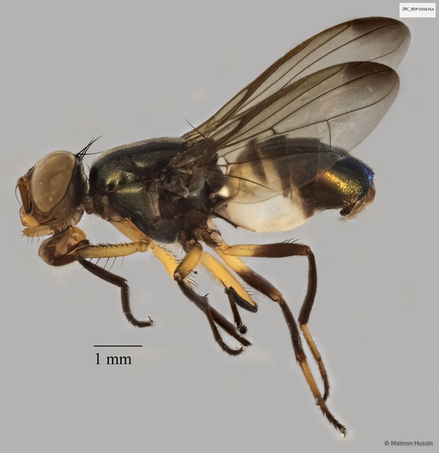 Platystomatidae sp. "ZRCBDP0021388" • © Maimon Hussin • All Rights Reserved