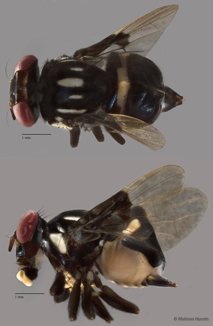 Platystomatidae sp. "ZRCBDP0041689" • © Maimon Hussin • All Rights Reserved