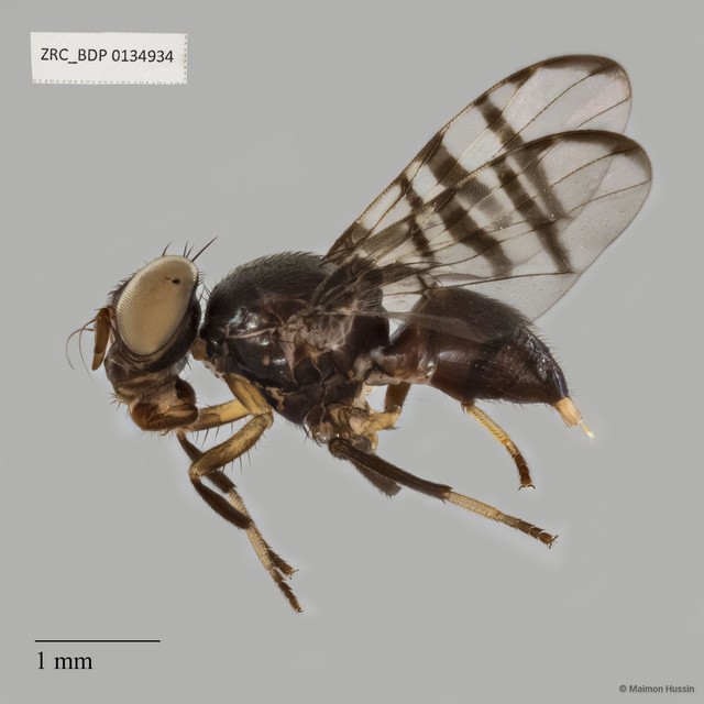 Platystomatidae sp. "ZRCBDP0134934" • © Maimon Hussin • All Rights Reserved
