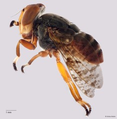 Euprosopia sp. "ZRCBDP0050783/ZRCBDP0052931" • © Arina Adom • All Rights Reserved