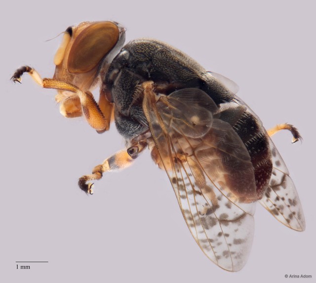 Euprosopia sp. "ZRCBDP0052523" • © Arina Adom • All Rights Reserved