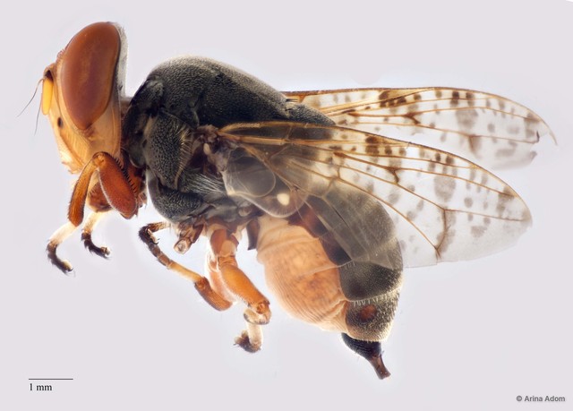 Euprosopia sp. "ZRCBDP0053211" • © Arina Adom • All Rights Reserved