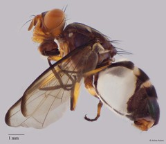 Euthyplatystoma sp. "ZRCBDP0025488"