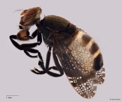 Euthyplatystoma sp. "ZRCBDP0052270/ZRCBDP0063658" • © Arina Adom • All Rights Reserved