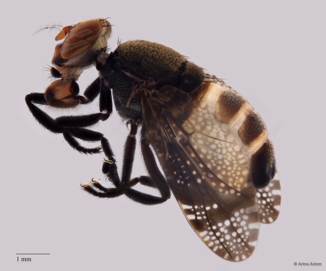 Euthyplatystoma sp. "ZRCBDP0052270/ZRCBDP0063658" • © Arina Adom • All Rights Reserved