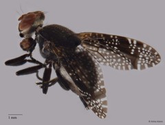 Euthyplatystoma sp. "ZRCBDP0052270/ZRCBDP0063658" • © Arina Adom • All Rights Reserved