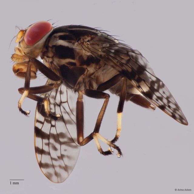 Neohemigaster sp. "ZRCBDP0050648" • © Arina Adom • All Rights Reserved