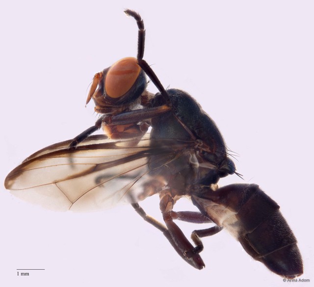 Plagiostenopterina sp. "ZRCBDP0056441" • © Arina Adom • All Rights Reserved