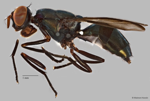 Plagiostenopterina sp. "ZRCBDP0077271" • © Maimon Hussin • All Rights Reserved