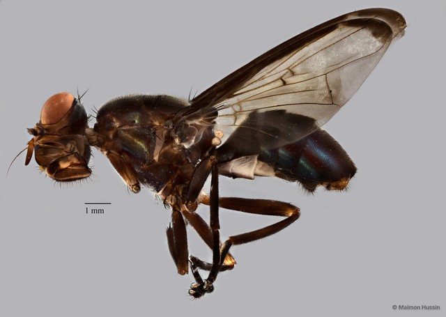 Plagiostenopterina sp. "ZRCBDP0077399" • © Maimon Hussin • All Rights Reserved