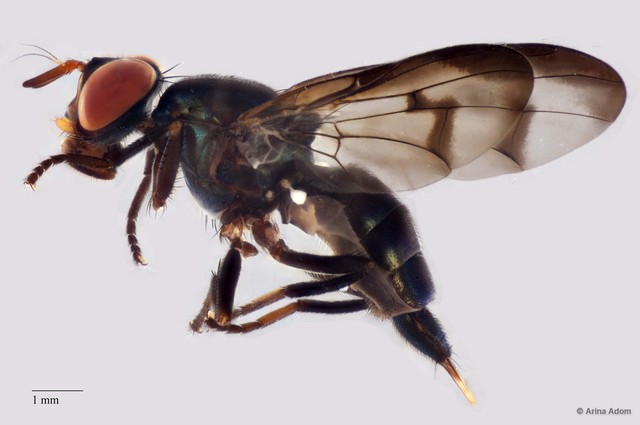 Pseudepicausta sp. "ZRCBDP0056436" • © Arina Adom • All Rights Reserved
