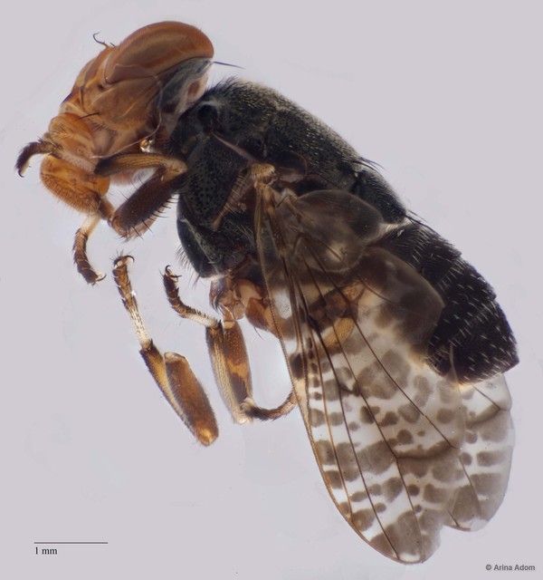 Pterogenia sp. "ZRCBDP0052339" • © Arina Adom • All Rights Reserved
