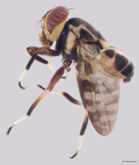 Pterogenia sp. "ZRCBDP0056509" • © Arina Adom • All Rights Reserved