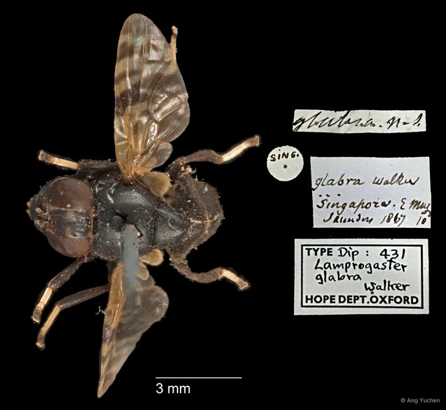 Pterogenia glabra • © Ang Yuchen • All Rights Reserved
