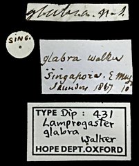 Pterogenia glabra • All Rights Reserved Museum Label