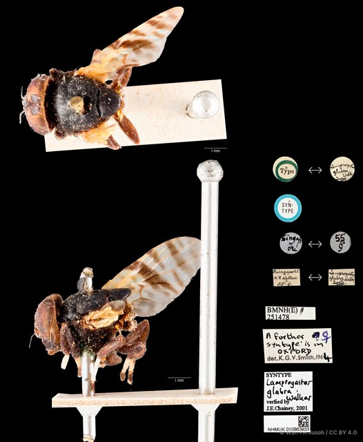 Pterogenia glabra
