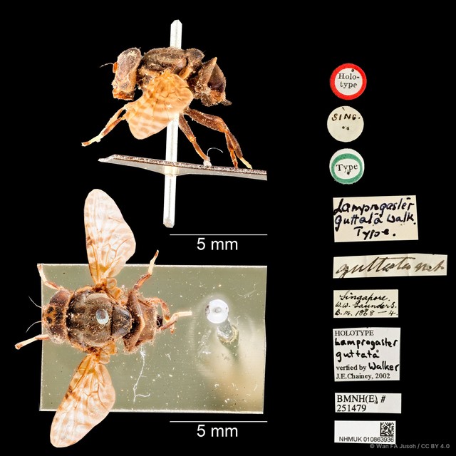 Pterogenia guttata • © Wan FA Jusoh • CC BY 4.0