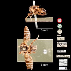 Pterogenia vittata (Walker, 1856)