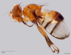 Rivellia sp. "ZRCBDP0025546/ZRCBDP0052439" • © Arina Adom • All Rights Reserved