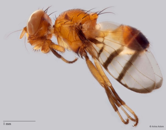 Rivellia sp. "ZRCBDP0025546/ZRCBDP0052439" • © Arina Adom • All Rights Reserved