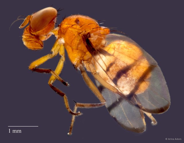 Rivellia sp. "ZRCBDP0025546/ZRCBDP0052439"