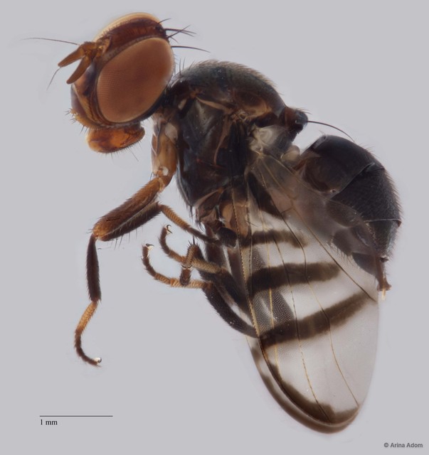 Rivellia sp. "ZRCBDP0051415" • © Arina Adom • All Rights Reserved