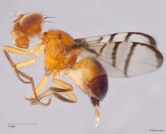 Rivellia sp. "ZRCBDP0052701/ZRCBDP0056697" • © Arina Adom • All Rights Reserved