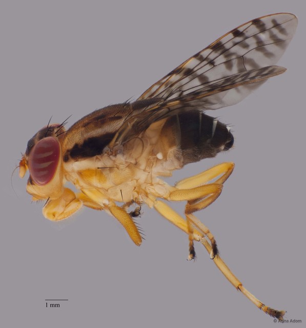 Scholastes sp. "ZRCBDP0052196" • © Arina Adom • All Rights Reserved
