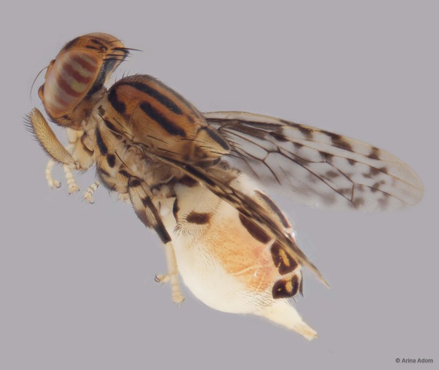 Scholastes sp. "ZRCBDP0052495" • © Arina Adom • All Rights Reserved