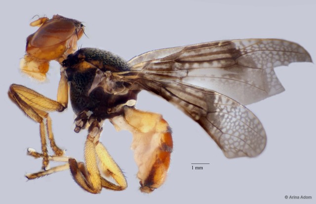 Valonia sp. "ZRCBDP0054805" • © Arina Adom • All Rights Reserved