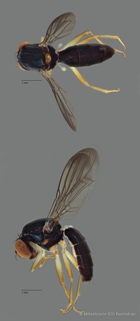Psilidae sp. "ZRCBDP0081563" • © Miteshravin S/O Ravindran • All Rights Reserved