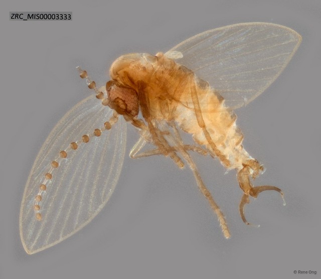 Psychodidae sp. "ZRC_MIS00003333" • © Rene Ong • All Rights Reserved