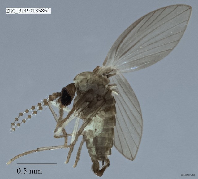 Psychodidae sp. "ZRCBDP0000807" • © Rene Ong • All Rights Reserved