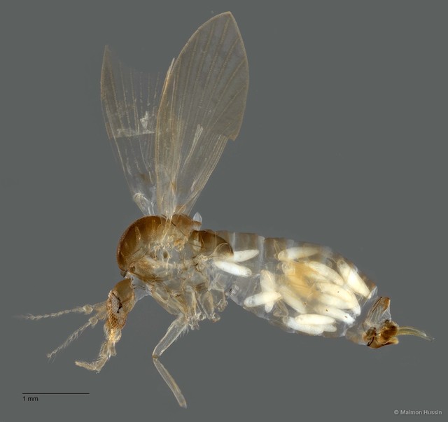 Psychodidae sp. "ZRCBDP0009779" • © Maimon Hussin • All Rights Reserved