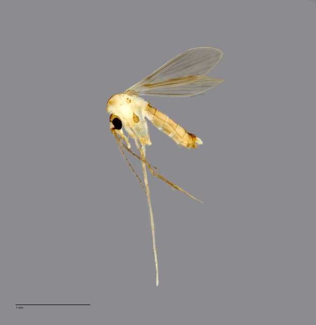 Psychodidae sp. "ZRCBDP0010885" • © Arina Adom • All Rights Reserved