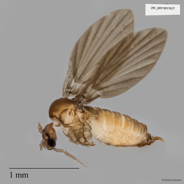 Psychodidae sp. "ZRCBDP0017627" • © Maimon Hussin • All Rights Reserved