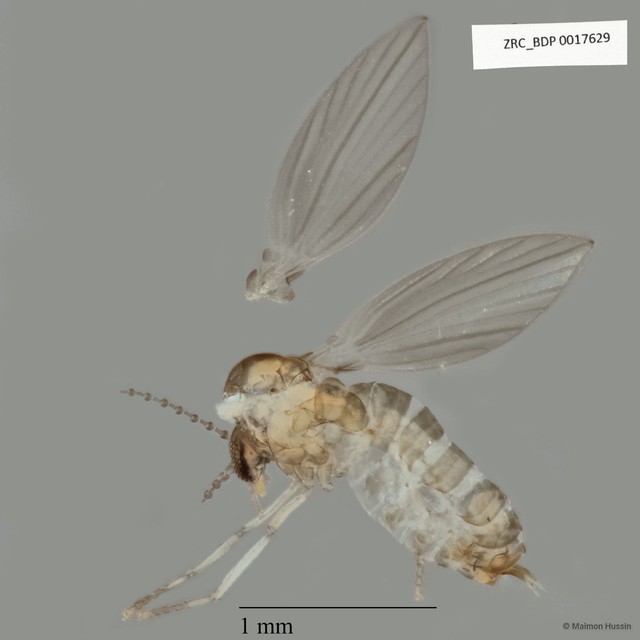 Psychodidae sp. "ZRCBDP0017629" • © Maimon Hussin • All Rights Reserved