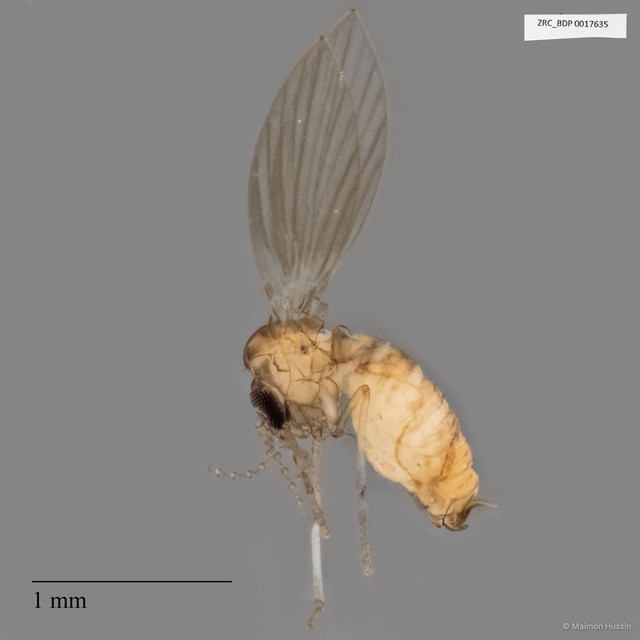 Psychodidae sp. "ZRCBDP0017635" • © Maimon Hussin • All Rights Reserved