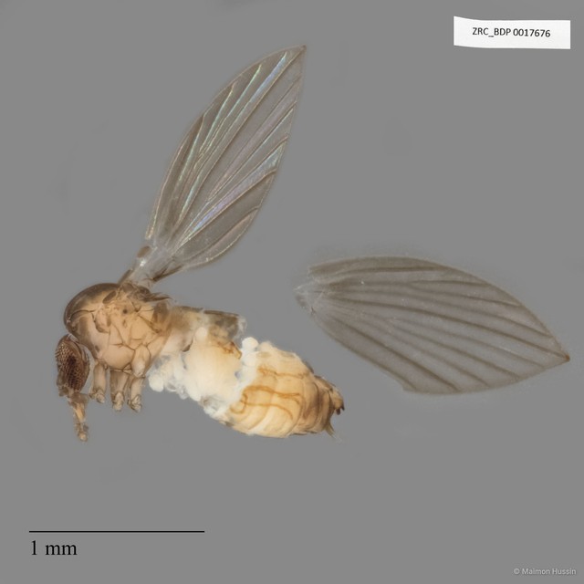 Psychodidae sp. "ZRCBDP0017676" • © Maimon Hussin • All Rights Reserved