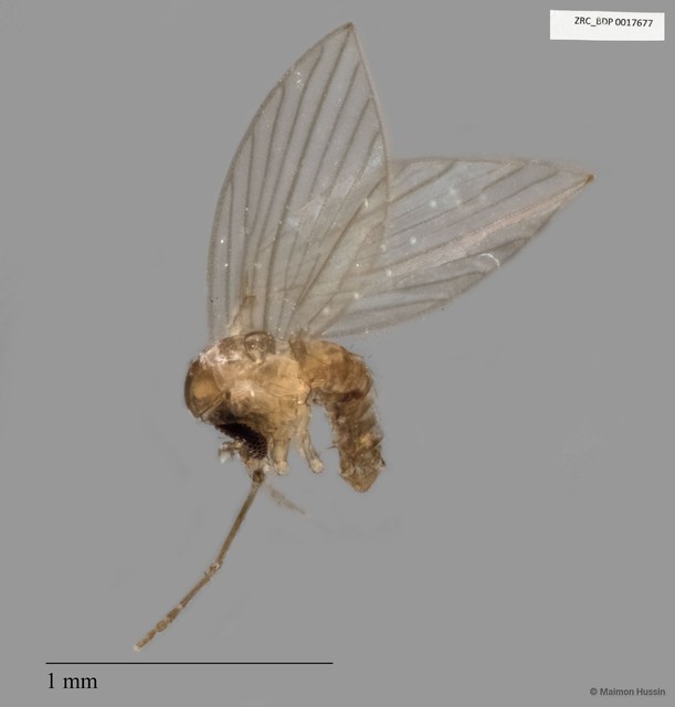 Psychodidae sp. "ZRCBDP0017677" • © Maimon Hussin • All Rights Reserved