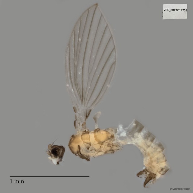Psychodidae sp. "ZRCBDP0017753" • © Maimon Hussin • All Rights Reserved