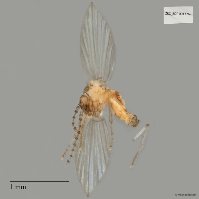 Psychodidae sp. "ZRCBDP0017762" • © Maimon Hussin • All Rights Reserved